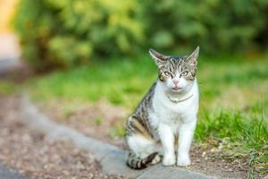 un chat ou un chaton allongé sur un terrain en herbe sur un jardin avec un jardin vert frais. beau chat tigré blanc-gris repose dans le jardin sur l'herbe photo