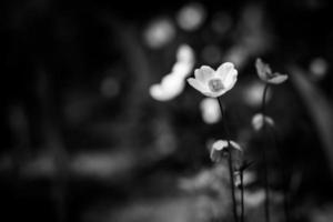 fond floral dramatique, fleurs blanches sur fond de nature floue noire. gros plan de la nature abstraite photo