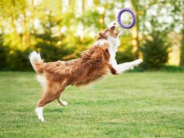 Chocolat brun dressage de chiens border collie dans le jardin photo