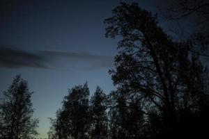 forêt la nuit. silhouettes d'arbres en soirée. paysage forestier. photo