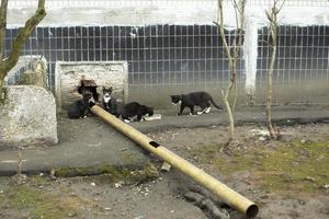 les chatons errants mangent de la nourriture. beaucoup de chats près de la maison. photo