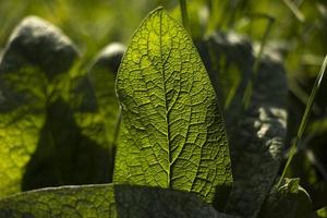 bardane au soleil. détails de la nature. couleurs d'été. plante verte. nervures d'une grande feuille. photo