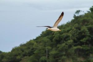 rio de janeiro, rj, brésil, 2022 - goéland à ailes noires sur la plage d'ipanema photo