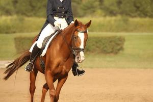 cheval au trot en gros plan photo