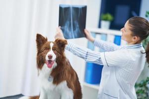 chien border collie brun lors d'une visite chez le vétérinaire photo