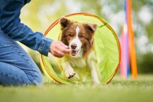 border collie blanc chocolat avec femme propriétaire photo