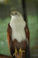 photo de pygargue à tête blanche haliastur indus sur une cage dans le zoo