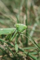 macrophotographie de la mante religieuse verte mantodea dyctyoptera rampant sur l'herbe verte regardant la caméra. photo