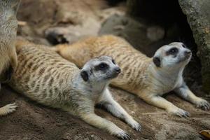 Deux mignons suricates sont allongés sur le sol et observent quelque chose. photo