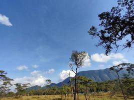 arbres verts et un ciel bleu nuageux photo