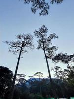 arbres verts et un ciel bleu nuageux photo