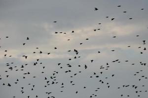 des centaines d'oiseaux volant sans but à l'automne photo