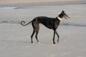 chien jouant sur la plage trop près de l'eau de mer photo