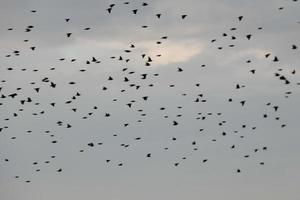 des centaines d'oiseaux volant sans but à l'automne photo