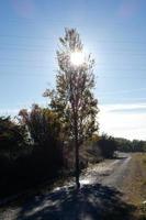 rétroéclairage d'automne d'un arbre au bord d'un chemin de terre photo