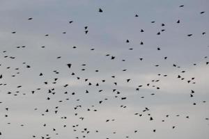 des centaines d'oiseaux volant sans but à l'automne photo