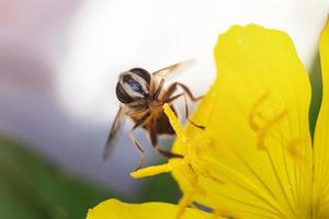 une abeille est assise sur une fleur jaune et recueille le nectar. journée ensoleillée dans le jardin. copie espace photo