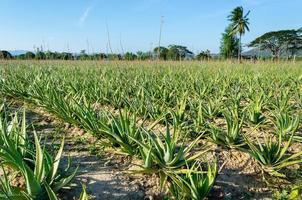 récolte de plantes d'aloe vera photo