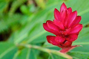 alpinia, fleur de gingembre rouge photo