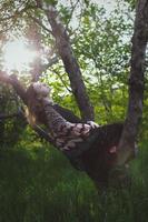 enveloppé d'un châle dame allongée sur un tronc d'arbre photographie panoramique photo