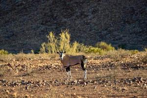 oryx - réserve naturelle de namibrand - namibie photo