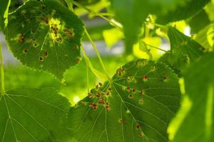 galle des ongles causée par l'acarien rouge des ongles eriophyes tiliae sur les feuilles du tilleul commun. photo