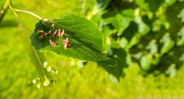 galle des ongles causée par l'acarien rouge des ongles eriophyes tiliae sur les feuilles du tilleul commun. photo
