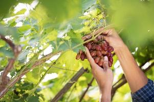 un jeune agriculteur asiatique et des agriculteurs vendangeurs collaborent avec des raisins rouges fraîchement récoltés pour produire du vin rouge. photo