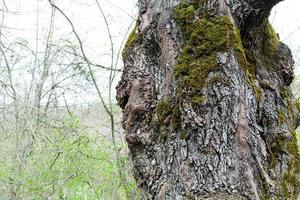 écorce de vieux peuplier et croissance de la forêt verte photo