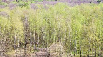 Voir ci-dessus de forêt avec feuillage vert au printemps photo