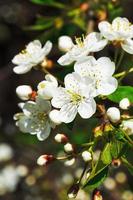 fleurs blanches de fleurs de cerisier photo