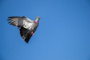 seul pigeon volant dans les airs