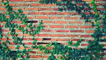 croissance de la vigne verte, du lierre, de la liane, de la plante grimpante ou de la plante grimpante sur un mur de briques avec un arbre de ton vintage. beauté dans la nature et design naturel. feuilles sur le papier peint et la structure du bâtiment. photo