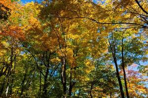 feuilles d'automne dans la nature photo