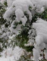 neige sur arbre à feuilles persistantes photo