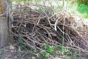 des tas de brindilles sèches rassemblées pour faire du bois de chauffage. photo