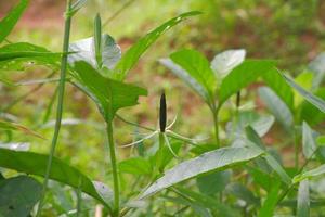 ruellia tuberosa, les gousses de cette plante sont particulières. si elles sont exposées à l'eau ou à l'humidité, les gousses exploseront. photo