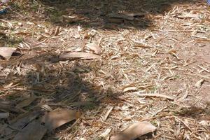 broyé avec des feuilles sèches les feuilles et l'écorce de bambou séchées sont brunes. photo