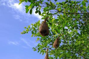 un nid de moineau, une paruline de différentes tailles, sur une branche feuillue verte. photo