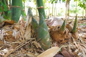 le jeune arbre du bambou qui vient de naître est utilisé par les villageois pour la cuisine. photo