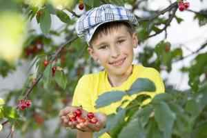 un enfant du village cueille des cerises. cueillette de baies. joyeux garçon positif avec une boîte pleine de cerises profitant d'une activité familiale printanière cueillant des baies d'un arbre pendant la saison des récoltes dans une ferme. photo