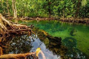 un ruisseau au milieu d'une forêt tranquille avec une eau fascinante. photo