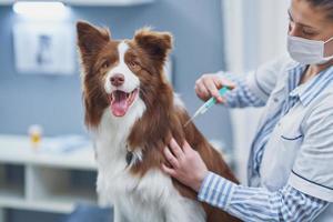 chien border collie brun lors d'une visite chez le vétérinaire photo