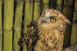 photo d'un hibou avec de grands yeux en photographie, photo haute résolution d'un petit hibou.