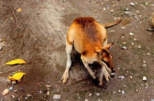 wallaby macropus agilis est un macropode de petite ou moyenne taille originaire de papouasie, d'australie et de nouvelle guinée, photo