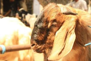 Close up etawa chèvre kambing etawa chèvre javanaise sur le marché traditionnel des animaux, java indonésie photo