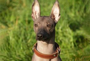 chauve mexicain, xoloitzcuintle. beau chien adulte à l'extérieur. race de chien rare, xolo. taille standard. journée ensoleillée. portrait en gros plan. photo