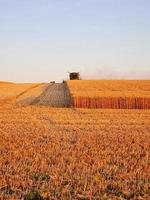 moissonneuse-batteuse travaillant sur le champ de blé au coucher du soleil, transport agricole moderne. moissonneuse-batteuse. récolte abondante. image agricole.