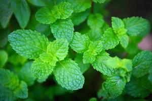 feuille de menthe poivrée dans le fond du jardin - feuilles de menthe fraîche dans une nature d'herbes vertes ou de légumes photo