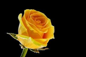 une rose jaune fraîche, recouverte de gouttelettes d'eau sur un fond noir isolé, vue latérale. photographie en studio d'une fleur naturelle photo